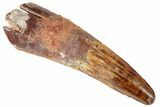 Real Spinosaurus Tooth - Beautiful Enamel Preservation #192019-1